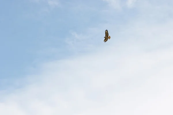 Lone buzzard — Stock Photo, Image
