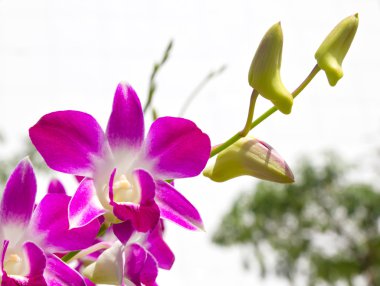 Dendrobium orchid clipart