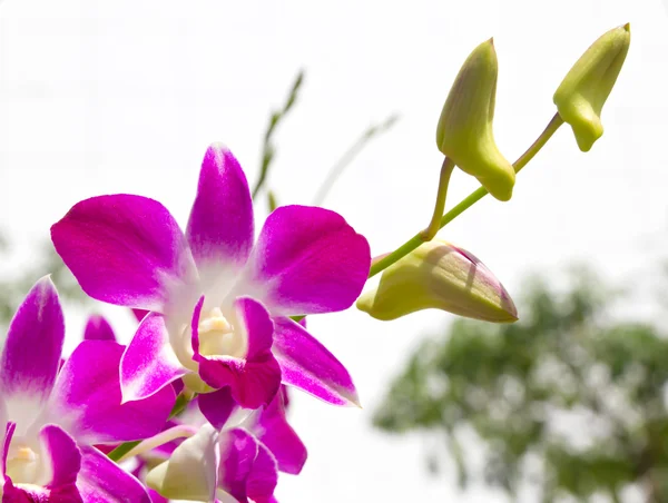 Orquídea dendrobium — Fotografia de Stock