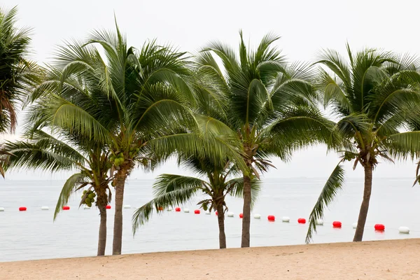 Kokosnötsträd på stranden — Stockfoto