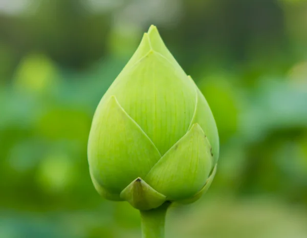 stock image Green lotus