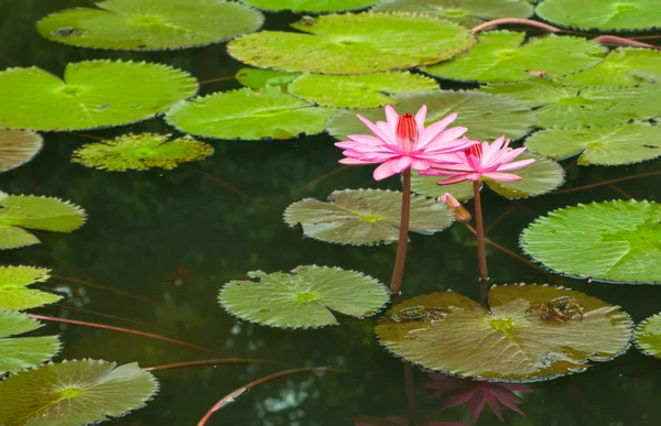 Lírio aquático rosa — Fotografia de Stock