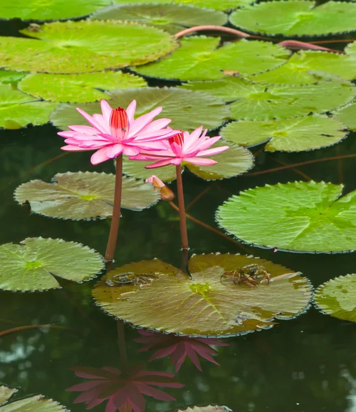 Pink waterlily — Stock Photo, Image