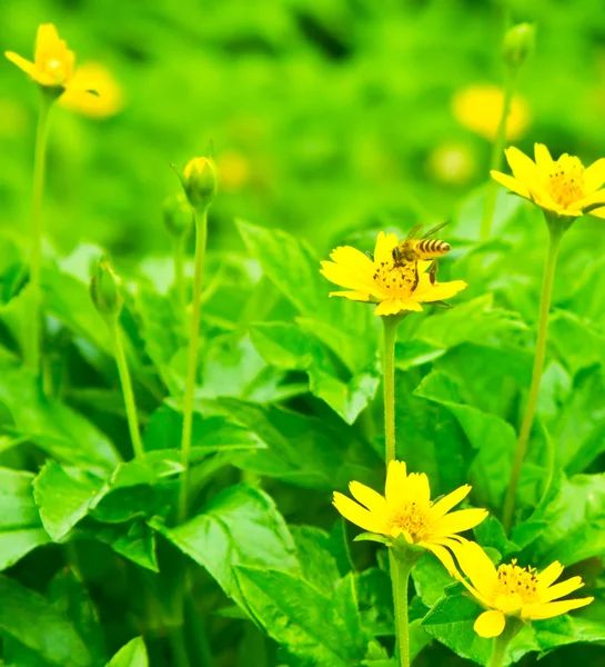 Gul blomst og bie – stockfoto