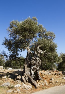 eski zeytin ağacı