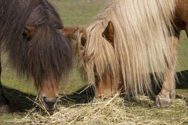 Two Shetland ponies clipart