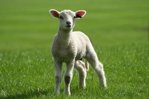 stock image Lamb