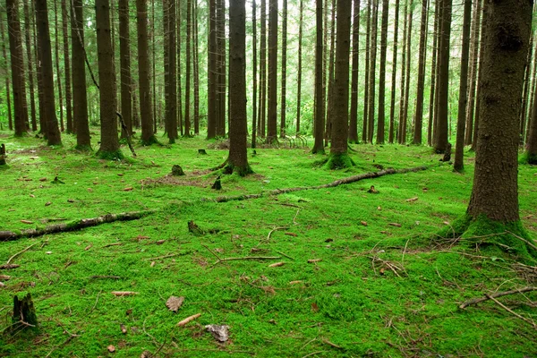 stock image Green moss in the forrest