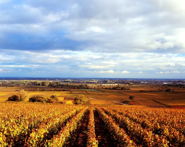 stock image The golden autumn