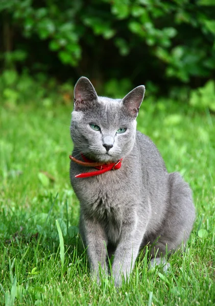 Russische blue cat — Stockfoto