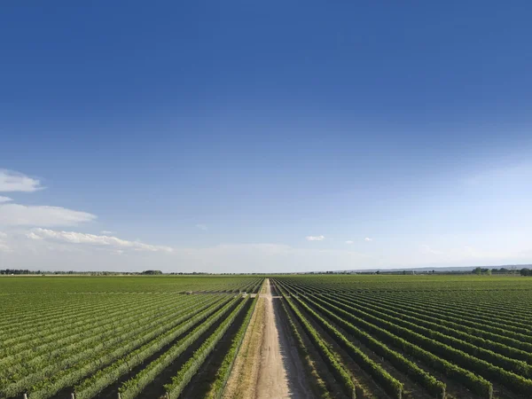 Summer vineyard — Stock Photo, Image