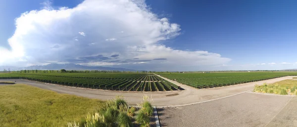 Виноградник Панорама — стоковое фото
