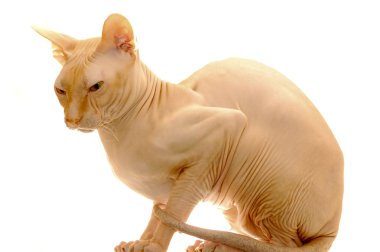 Şeftali kedi sphynx