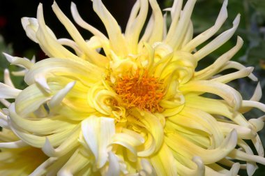 örümcek dahlia