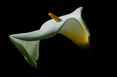 calla lilly