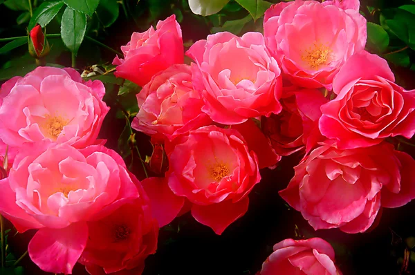Simplicidade Rosas — Fotografia de Stock
