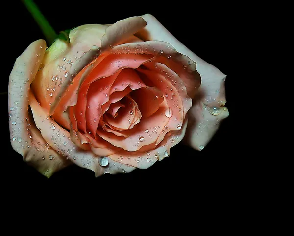 Doskonały róża — Zdjęcie stockowe