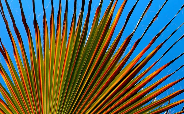 Вентилятор Palm — стокове фото