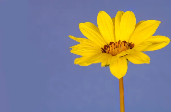 杂色菊 — 图库照片
