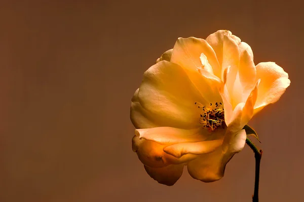 Róża krem — Zdjęcie stockowe