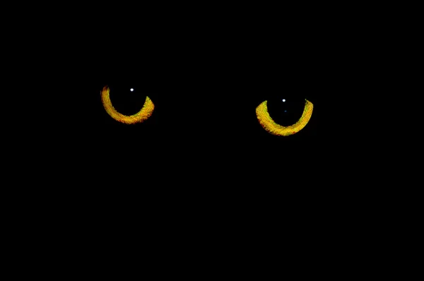 Μάτια γάτας — Φωτογραφία Αρχείου