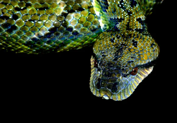 Green Snake — Stock Photo, Image