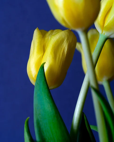 Makro tulipán — Stock fotografie