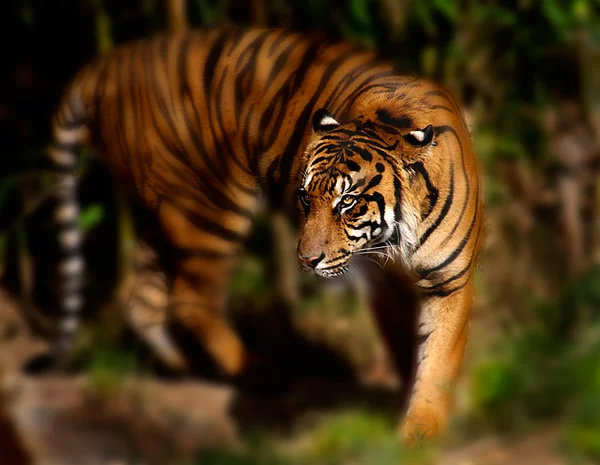 Тигр в дикой природе — стоковое фото