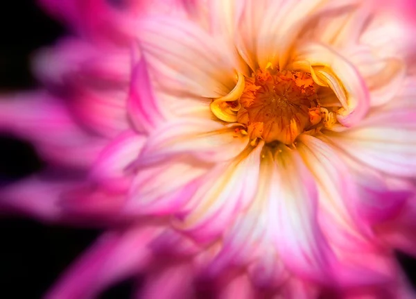Rüya gibi yıldız çiçeği — Stok fotoğraf