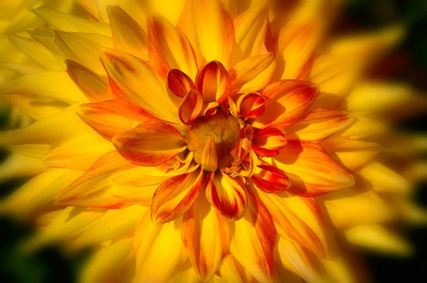 Altın yıldız çiçeği — Stok fotoğraf