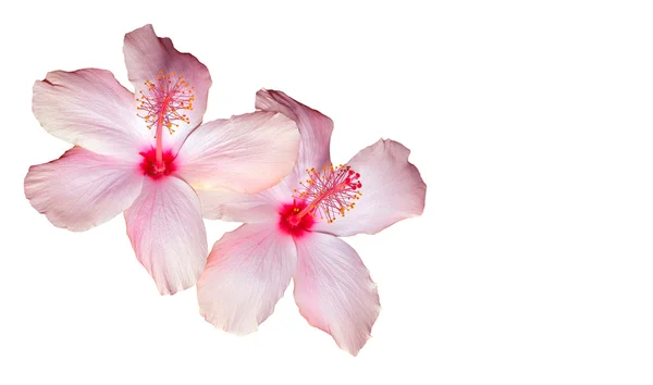 Pink Hibiscus on White — Stock Photo, Image
