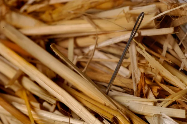 stock image Needle in a haystack