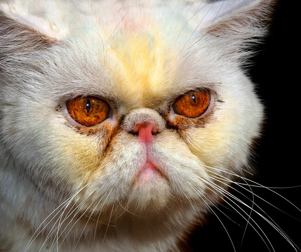 Сердитий персидський кіт — стокове фото