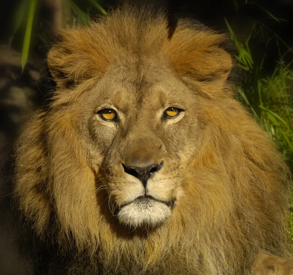 Lejonet 7 — Stockfoto