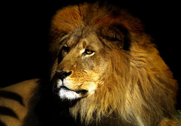 Lion 8 — Stockfoto