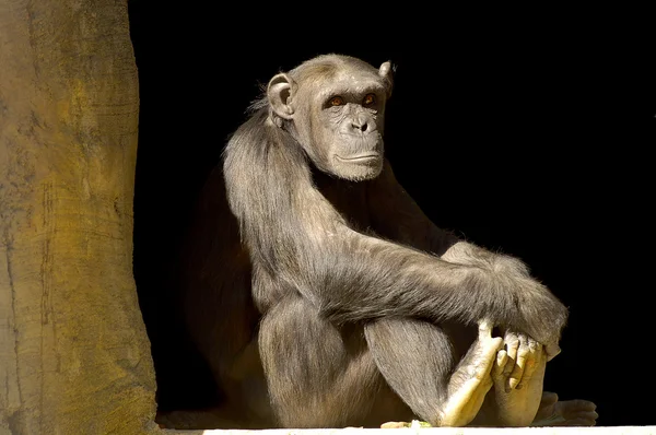Jovem Chimpanzé — Fotografia de Stock