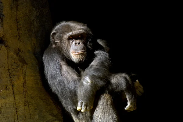 Chimp doet zijn eigen ding — Stockfoto