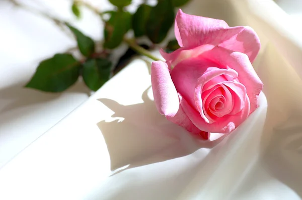 Rose rose sur satin — Photo