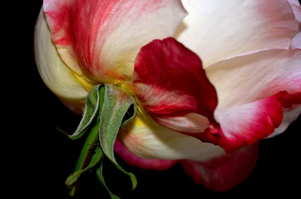 Sob a rosa — Fotografia de Stock