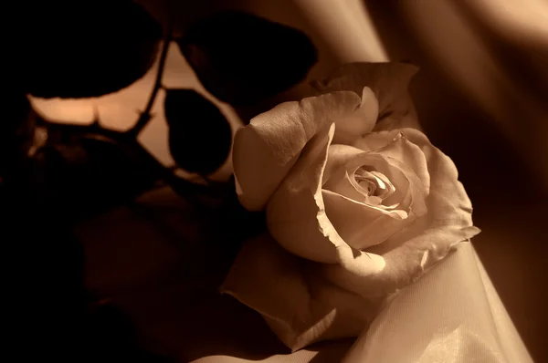 Creme Rose on Satin — Stock Photo, Image