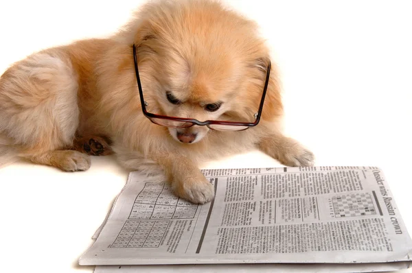 Dog Reads Newspaper — Stock Photo, Image