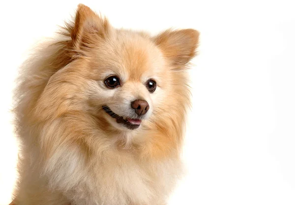 Σκύλος κάνει sudoku παζλ — Stock fotografie