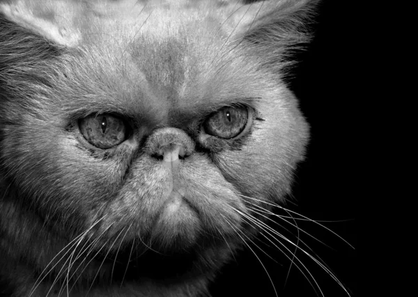 愤怒的波斯语猫 — 图库照片