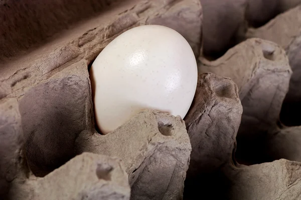 L'ultimo uovo — Foto Stock