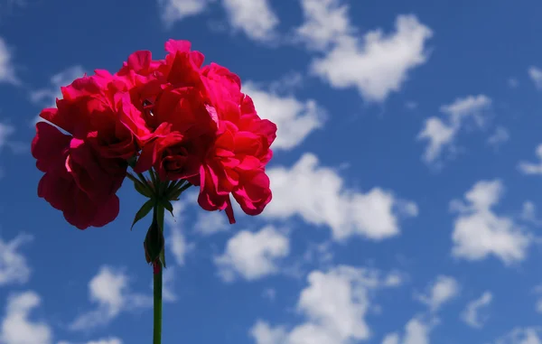 Różowy geranium — Zdjęcie stockowe
