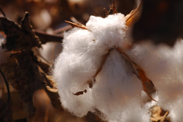 Cotton 2