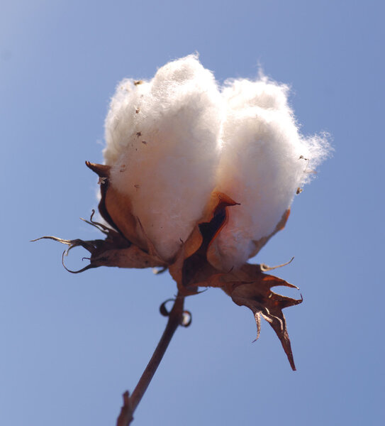 Cotton 1