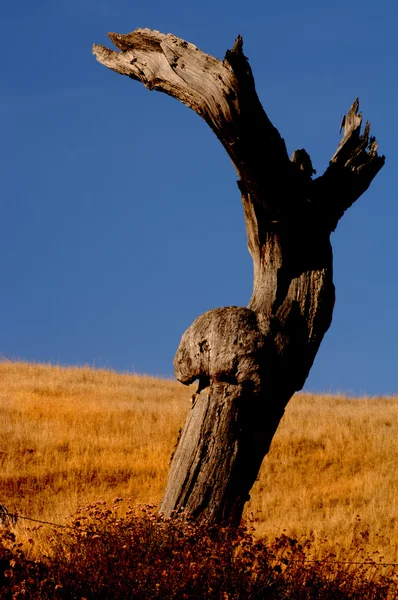 Dead Tree — Stock Photo, Image