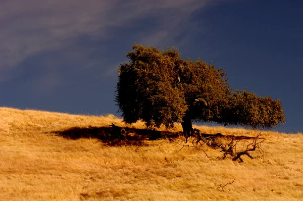 Árvore solitária 2 — Fotografia de Stock
