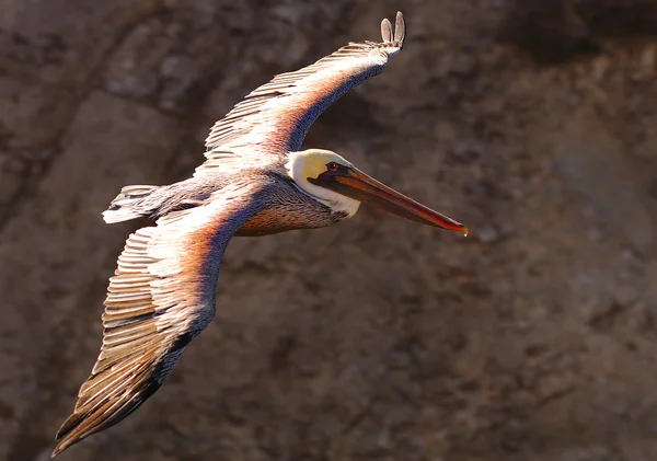 Pelican 19 — Stockfoto
